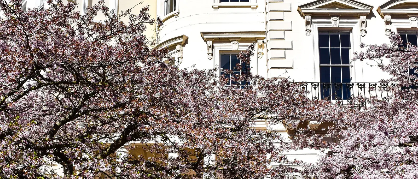 White stucco villa behind spring blossom in St John's Wood, London NW8 — The Finishing House